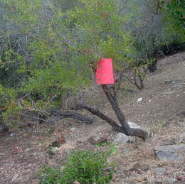 View your Parcel for Brush Clearance Status
