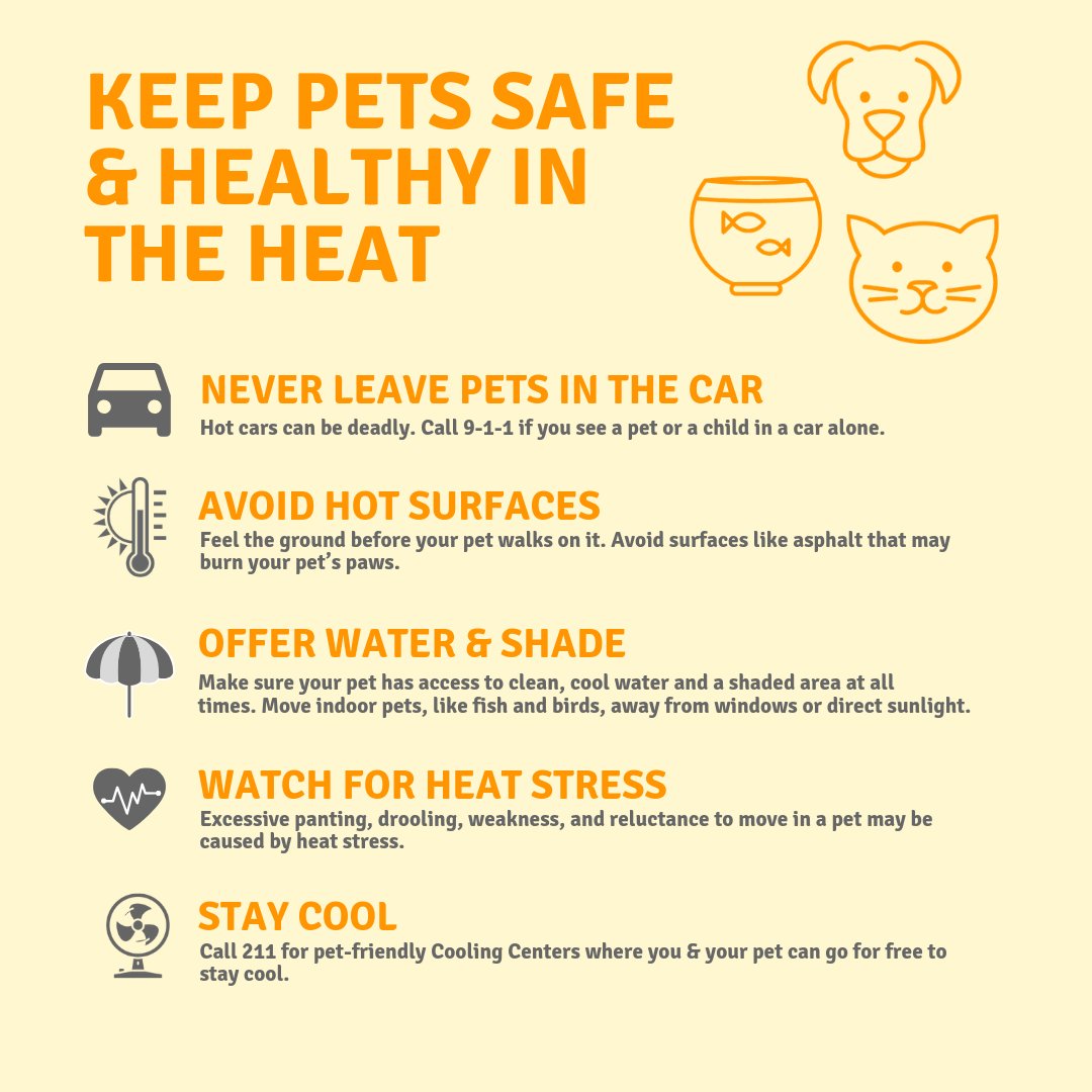 Keep Pets Safe and Healthy in the Heat