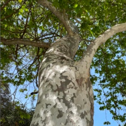 Protected Trees and Shrubs